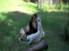 Лев и белая тигрица стали лучшими друзьями