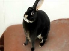 Животные, которые издают очень странные звуки