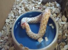 Змея попыталась съесть саму себя!