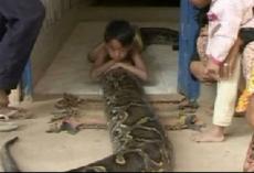 Семилетний камбоджийский мальчик приручил бирманского питона