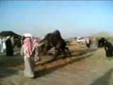 Как дерутся верблюды