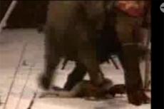 Слон-убийца растоптал дрессировщика