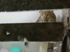 Леопард напугал постояльцев индийского отеля