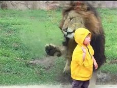 В японском зоопарке лев попытался напасть на ребенка