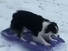 Катающуюся на ледянке собаку сняли на видео