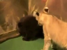 Медвежонок против львенка: кто кого?