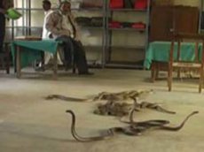 В Индии заклинатель выпустил змей в налоговой
