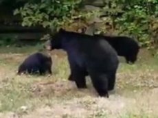 Мужчина уговорил медведей покинуть его двор
