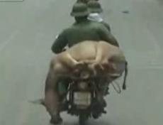 Странный способ перевозки мертвых коров во Вьетнаме