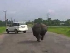 Носорог распугал автомобилистов в Индии