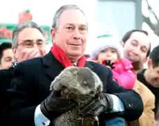 Главный "метеоролог" Нью-Йорка сурок Чарльз Хог прокусил палец мэру Блумбергу