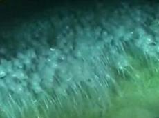 Фантастические существа из романов Жюля Верна живут на глубине у берегов Антарктиды