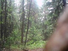 Рысь, крадущуюся по пятам смотрителя, засняли на видео