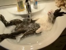 Кролик любит принимать ванны