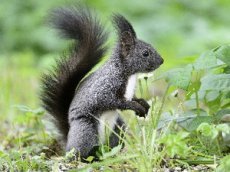 Белка Типпи стала новой звездой интернета