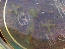 В подмосковных прудах появились ядовитые медузы