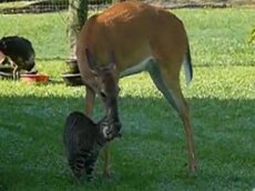 Олень умывает кота: идиллия в оленьем питомнике