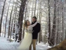 Хаски сняла свадебное видео для своих хозяев