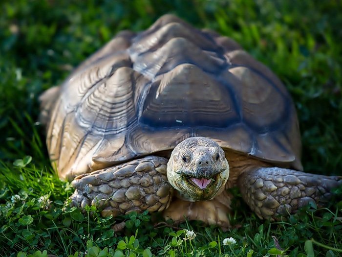 Всемирный день черепахи 23 мая