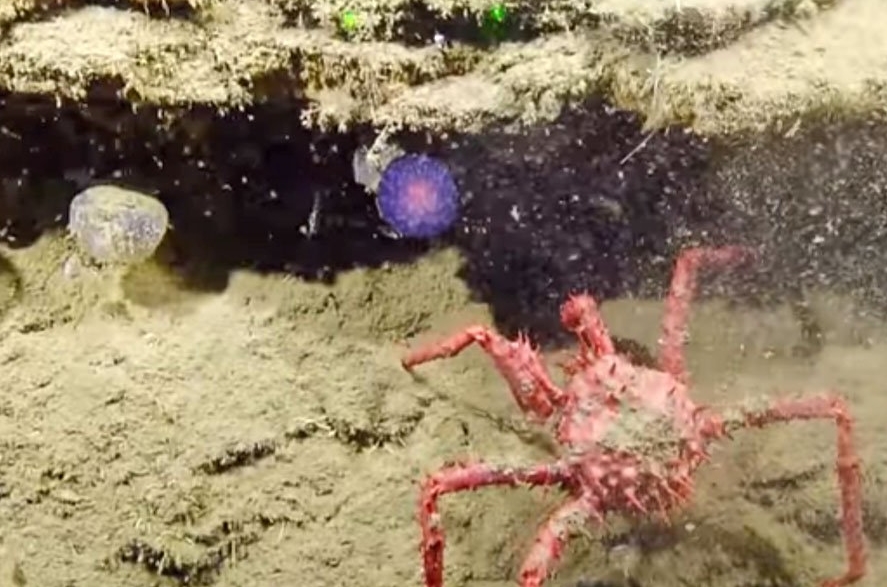 Таинственная светящаяся сфера на дне океана шокировала ученых (фото видео) ...