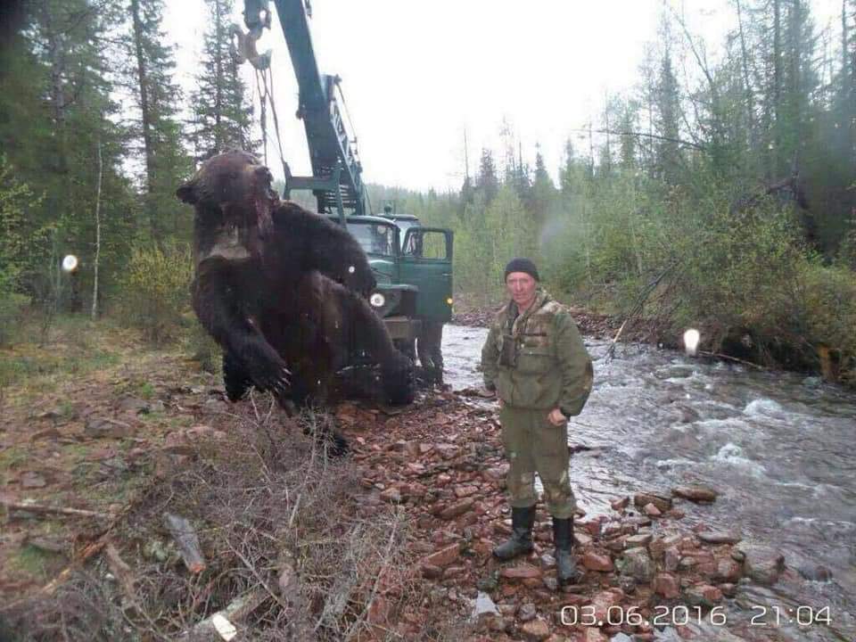 Фото Большого Медведя В Мире