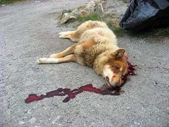 В Якутске появился живодер, по вечерам расстреливающий собак на глазах у детей