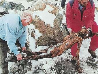 Ледяной человек Отци был первым на Земле, кто заболел болезнью Лайма