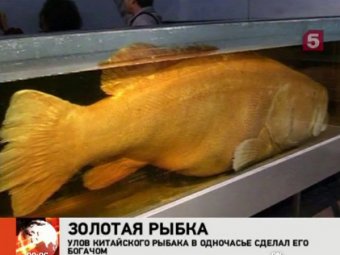 Китаец поймал "золотую рыбку" ценой  тысячи