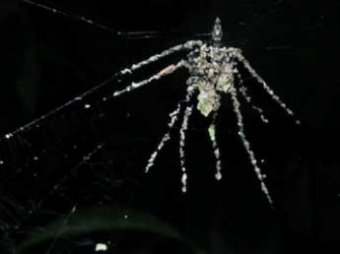 Ученые нашли в Перу уникальных пауков-"кукловодов"