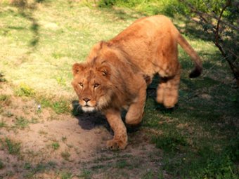 В Калифорнии африканский лев растерзал сотрудницу питомника для животных