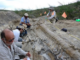 В Мексике обнаружен хорошо сохранившийся хвост гигантского динозавра
