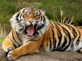В зоопарке тигр напал на дрессировщика на глазах у посетителей