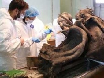 Якутские ученые нашли жидкую кровь мамонта и теперь хотят его клонировать