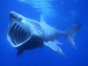 На Филиппинах рыбаки нашли голову человека в желудке гигантской акулы