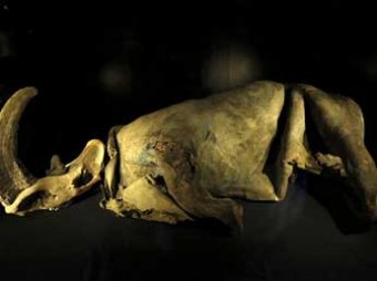 В Якутии нашли единственную в мире мумию детеныша шерстистого носорога