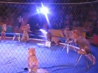 В Сети обсуждают видео нападения львов на дрессировщиков в цирке