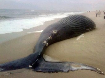 У берегов Чили произошло массовое самоубийство китов