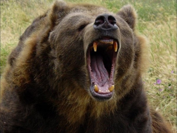 Медведь разорвал ребёнка и двух женщин в Красноярском крае
