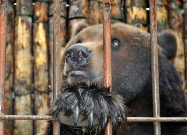 СМИ: в Томске медведь оторвал руку посетительнице шашлычной