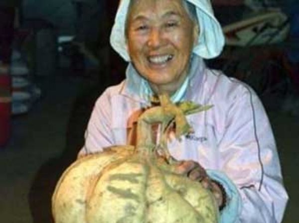 Сеть взорвали новые фото мутантов из Фукусимы: розы с щупальцами и кошмарные овощи