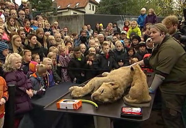 В датском зоопарке льва публично расчленили при детях
