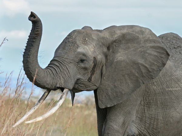 В Африке убили самого большого за 30 лет слона
