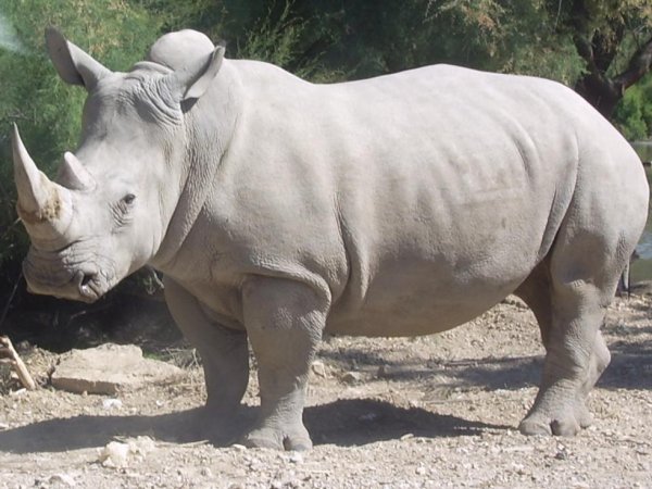В США умер один из четырёх последних белых носорогов в мире