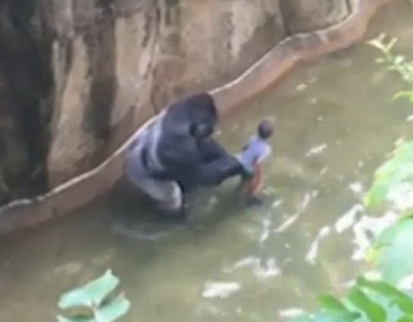 В зоопарке США застрелили гориллу, таскавшую ребенка, упавшего в ее вольер (ВИДЕО)