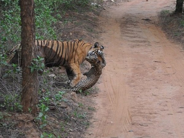 В Индии сняли на ВИДЕО шокирующее нападение тигра на леопарда (ВИДЕО)