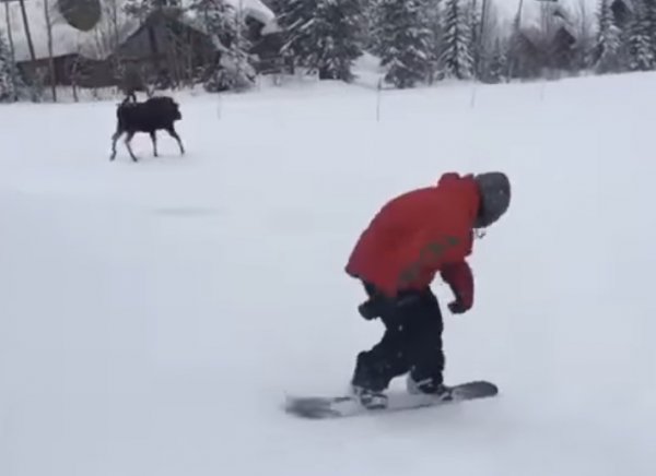 YouTube ВИДЕО: разъяренный лось устроил погоню за сноубордистом
