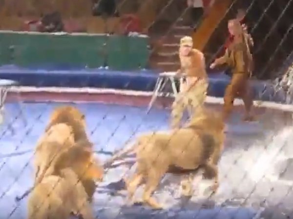 YouTube шокирован ВИДЕО нападения львов на дрессировщика в цирке
