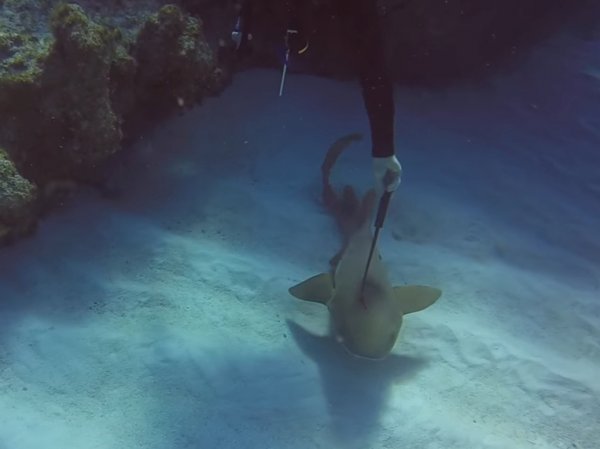 YouTube потрясло ВИДЕО, где дайвер вытащил огромный нож из головы акулы