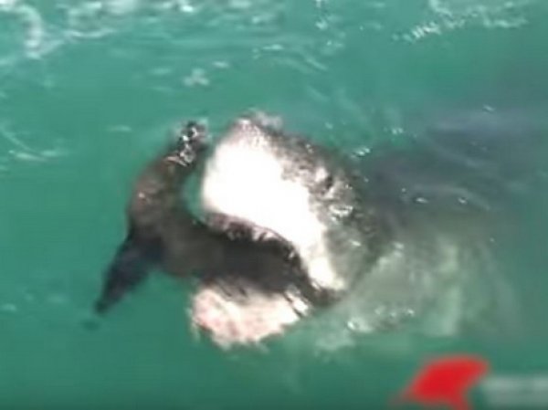 YouTube ВИДЕО: в ЮАР акула после погони съела тюленя на глазах у туристов