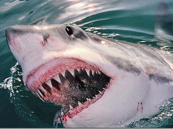YouTube ВИДЕО: рыбаки прогнали огромную белую акулу шваброй